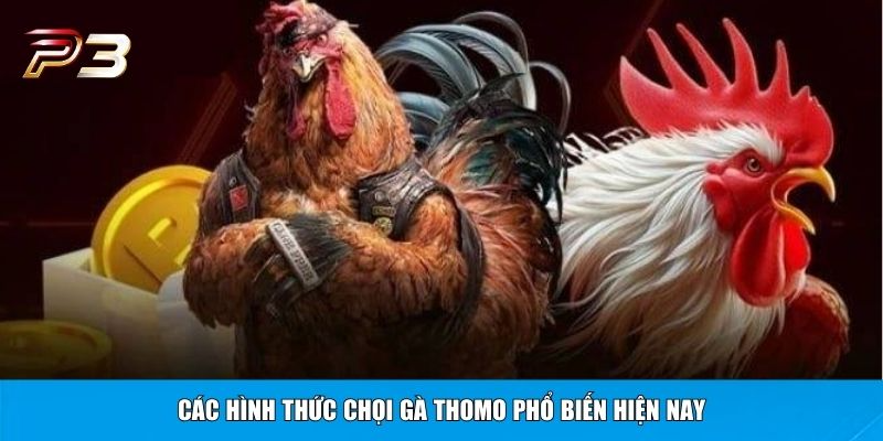 Các hình thức chọi gà Thomo phổ biến hiện nay