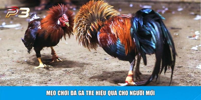 Mẹo chơi đá gà tre hiệu quả cho người mới
