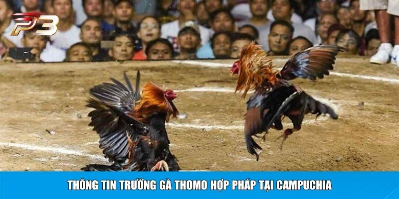 Thông tin trường gà Thomo hợp pháp tại Campuchia