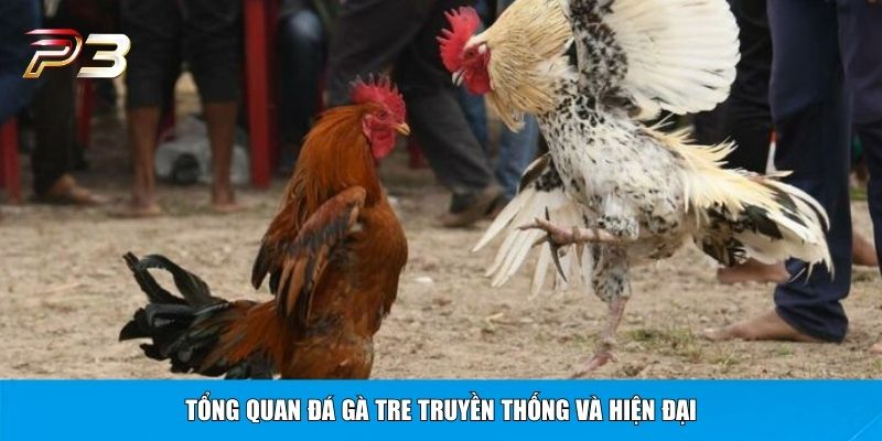 Tổng quan đá gà tre truyền thống và hiện đại